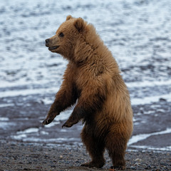 Obraz premium Coastal Brown Bear Cub (Ursus arctos) in Lake Clark National Park, Alaska
