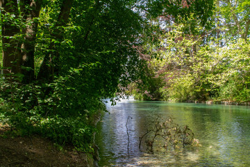 river in the forest