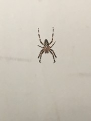 Spider Crawl