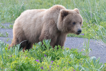 Coastal Brown Bear (Ursus arctos) in Lake Clark NP, Alaska