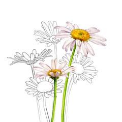 watercolor drawing wild flowers