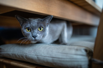 Blue Burmese cat at home