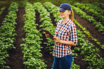 Woman agronomist checks potato growth rates on an eco farm.