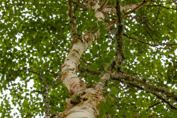 Paper birch, Betula papyrifera, showing detail of bark plus canopy and leaves.