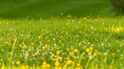 Yellow flowers in a field.