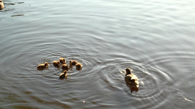 Mother duck and her baby ducklings eat pieces of bread that are thrown into the water of the pond.