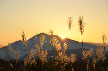 会津磐梯山に沈む最中の夕日に照らされるススキの穂