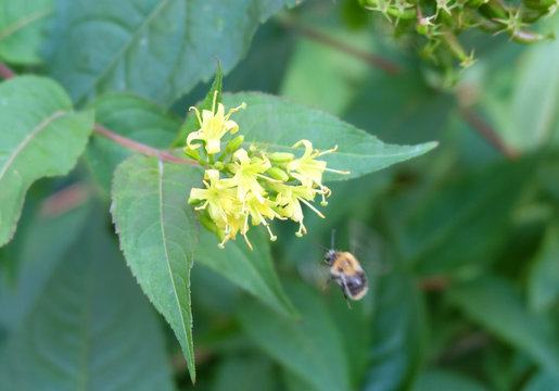 Yellow flowers of the ornamental shrub Diervilla sessilifolia and flying bumblebee, macro photography, motion blur, selective focus, blurry background.