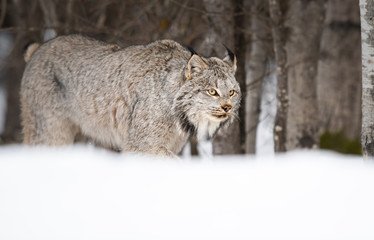 Lynx in the wild