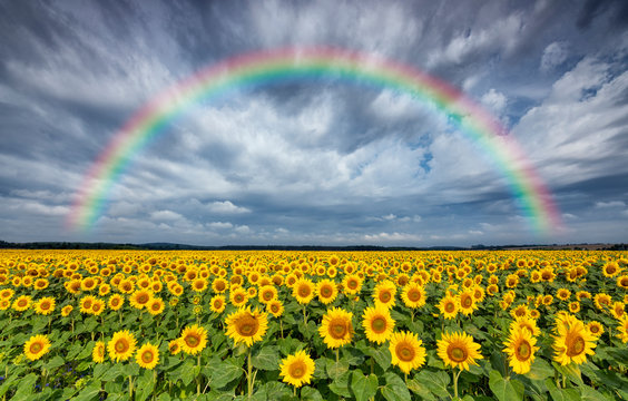 Beautiful rainbow over sunflowers field