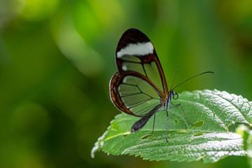 Fototapeta na wymiar Greta oto - butterfly on a green leaf