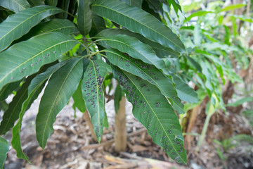 Mango leaf hopper on mango leaf, focus selective