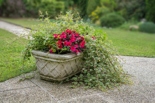 Outside Concrete Flower Pot With Summer Plant