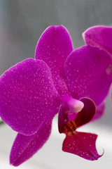 Vertical photo of phalaenopsis orchid in magenta color. Blooming Phalaenopsis flower with water drops on petals