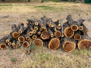 Mesquite pile