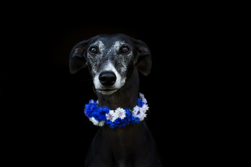 schwarzer Greyhound mit Blumenkette aus Kornblumen vor schwarzem Hintergrund