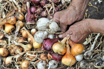 Hands of senior woman, harvesting ripe organic onion in the vegetable garden