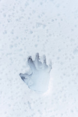 Handprint on melting snow, abstract background