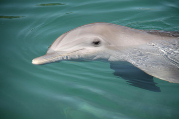 Dolphin