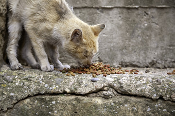 Fototapeta premium Stray cats eating on the street
