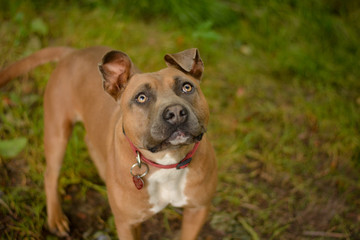 Cute young american staffordshire terrier with red collar and stamp. Dog posing in the forest, park