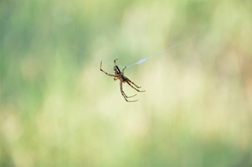 Cross spider on a wire with green background
