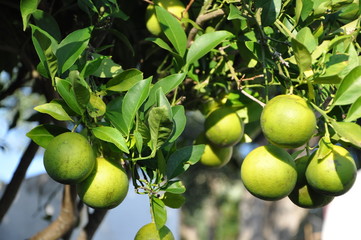 Orange tree with fruits
