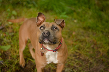 Cute young american staffordshire terrier with red collar and stamp. Dog posing in the forest, park