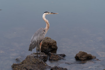 Patient Great Blue Heron perched on top of partially submerged rock while focused on the marina cove water.