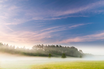 las skąpany letnią mgłą