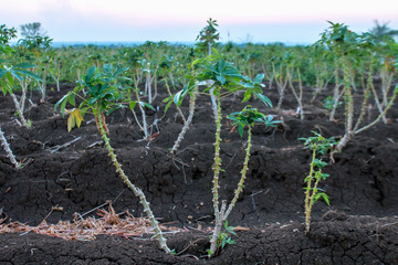 Fototapeta na wymiar cassava tree growth in planting farm, manioc or tapioca planting field, plot soil for cassava plantation, tapioca leaves, cassava planting plot land, agricultural cassava field plant, manioc farmland
