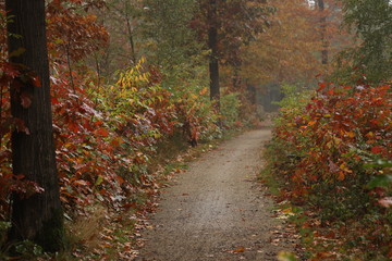 A forest path through the colorful forest in the autumn.