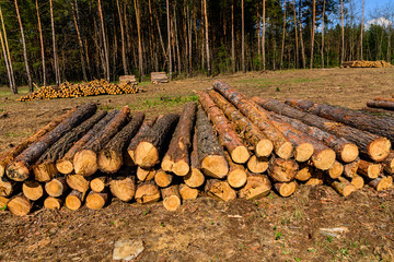 Stacked tree logs of pine wood in the forest. Forest felling. Timber storage