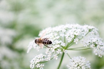 bee on a flower