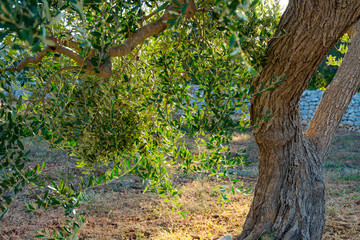 Beautiful olive tree with trunk and leaves in the countryside on sunset with sunbeams 