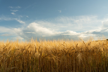 Agricultural field. Ripe ears of barley. The concept of a rich harvest.