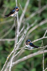 Barn Swallow (Hirundo rustica) in a Tree in Germany