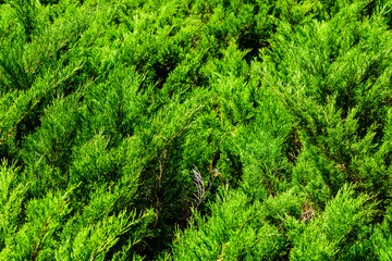 Background of the evergreen juniper bushes. Natural pattern