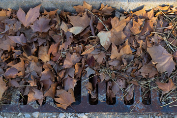 autumn leaves on the ground