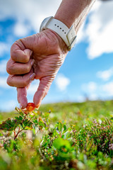 Hand picking cloudberry