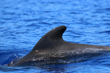 short-finned pilot whale's dorsal fin