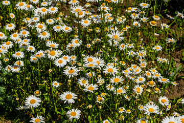 Wild chamomile flowers blooming on a meadow
