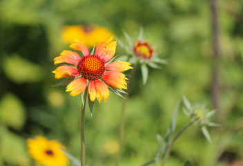 Bold wild Gaillardia bloom in orange yellow tipped