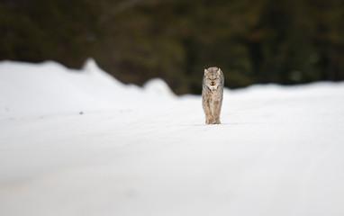 Canadian lynx in the wild