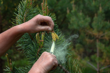 There are hands holding scissors and cutting off a blooming cone with pollen. Selective focus. There is a manual collection of pine pollen.
