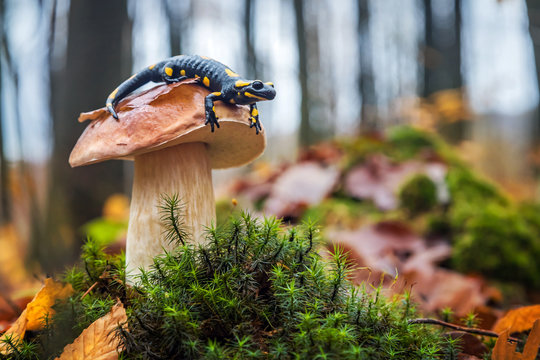 Lovely spotted fire salamander sitting on edible mushroom - cep. Autumn forest in Carpathian mountains.