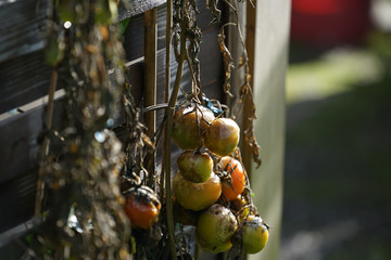 Closeup of faded tomatoes