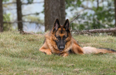 German shepherd looking at the camera from the corner of his eye, upwards while holding a stick he was biting with his paw