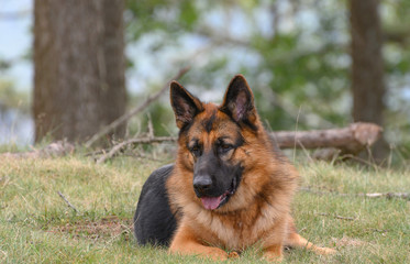 German shepherd dog standing in front of the grass while looking out of the photograph at the ground and to the left of the photo.