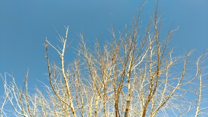 sticks and sky